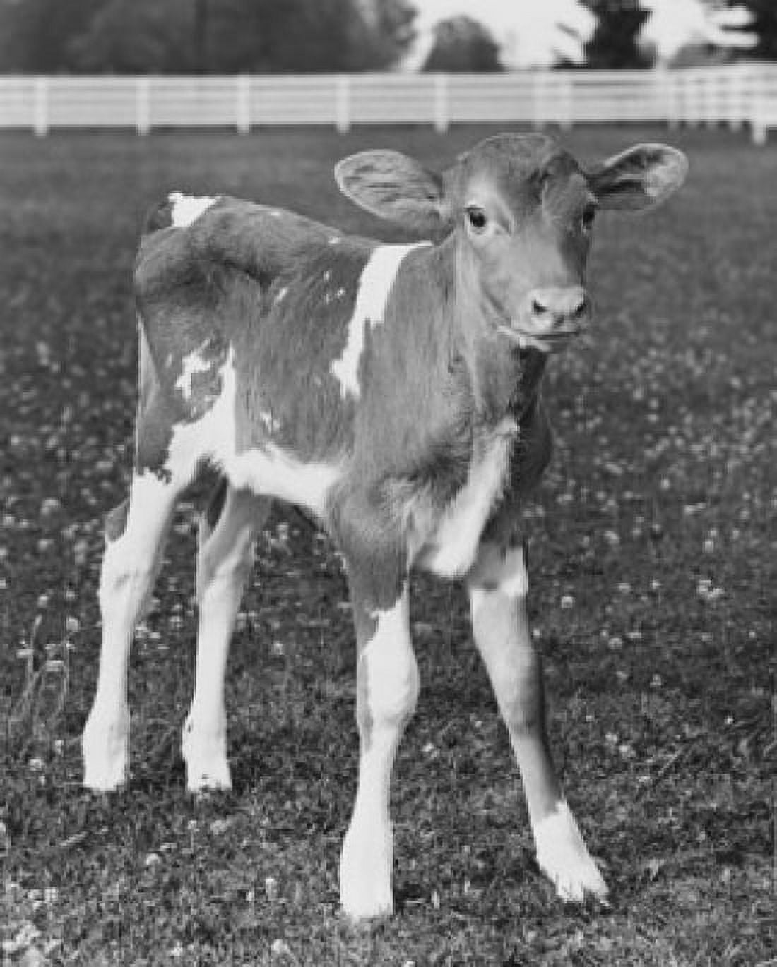 Calf standing in a field Canvas Art - (18 x 24)