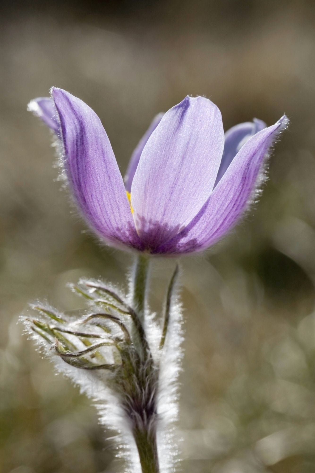 Calgary Alberta Canada A Prairie Crocus (Pulsatilla) Canvas Art - Michael Interisano Design Pics (13 x 20)