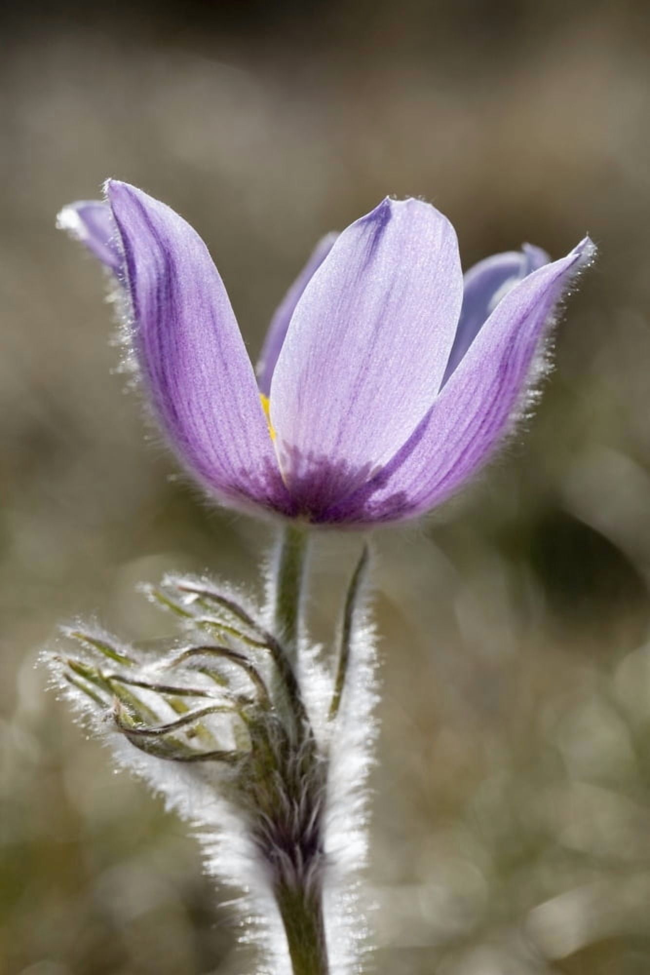 Calgary Alberta Canada A Prairie Crocus (Pulsatilla) Canvas Art - Michael Interisano Design Pics (26 x 40)