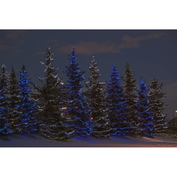 Calgary Alberta Canada; A Row Of Evergreen Trees With Christmas Lights by Michael Interisano / Design Pics