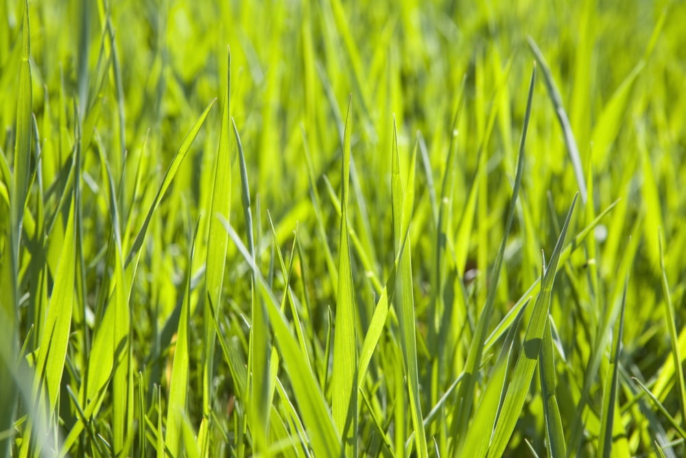 Calgary Alberta Canada Blades Of Grass Canvas Art - Michael Interisano Design Pics (40 x 26)