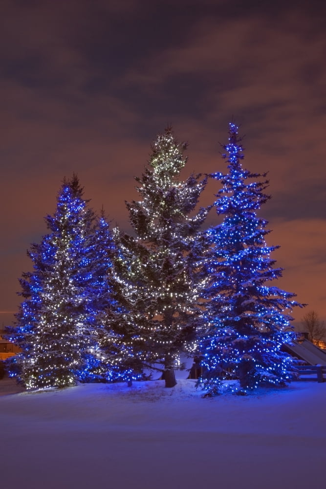 Calgary Alberta Canada Christmas Lights On Evergreen Trees At Sunset Canvas Art - Michael Interisano Design Pics (12 x 19)
