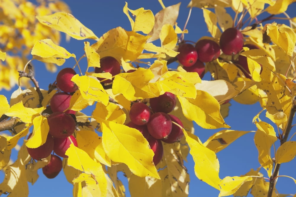 Calgary Alberta Canada Crab Apples On A Tree With Yellow Leaves In Autumn Canvas Art - Michael Interisano Design Pics (19 x 12)