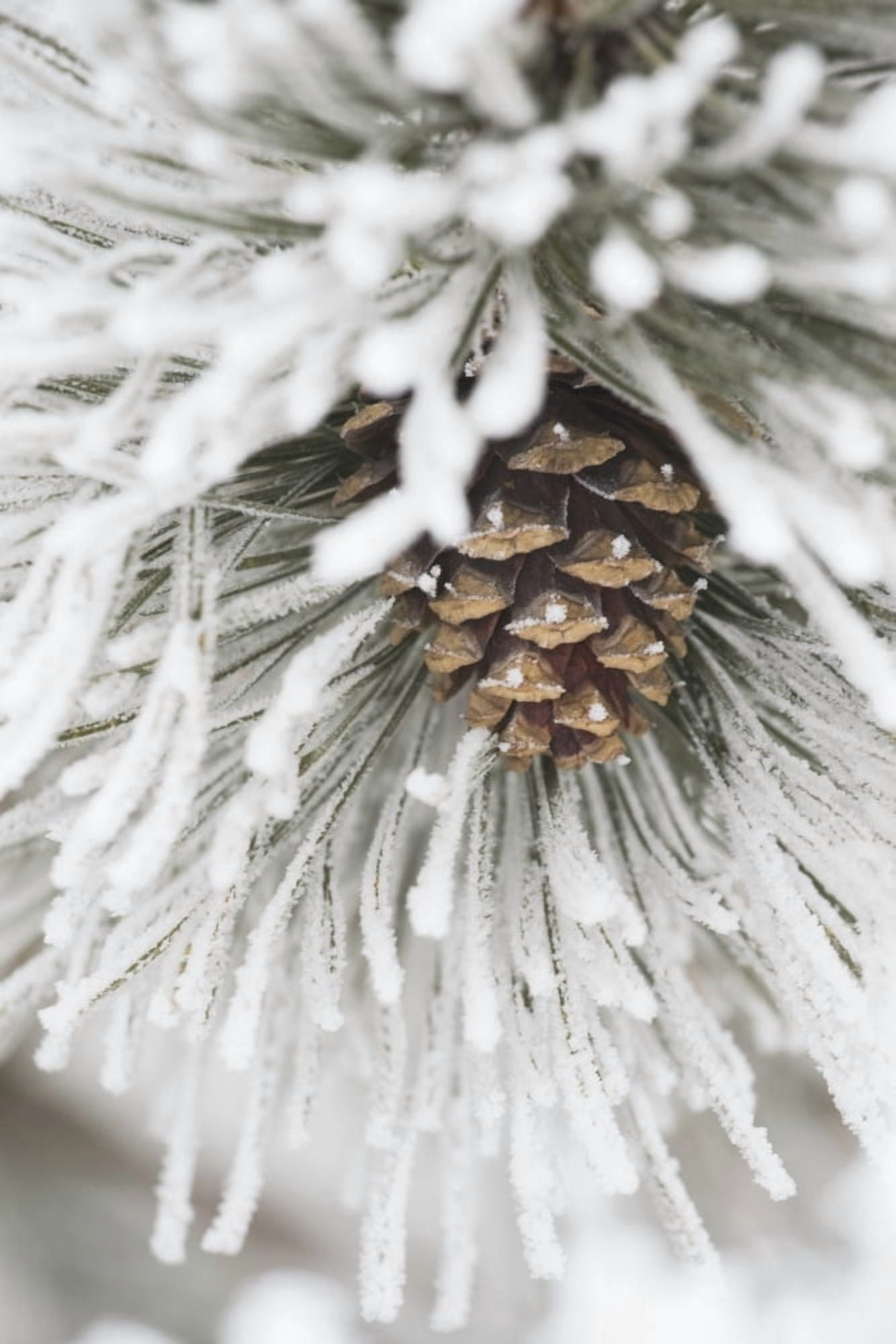 Calgary Alberta Canada Frost Covered Pine Needles And A Pine Cone Canvas Art - Michael Interisano Design Pics (12 x 19)