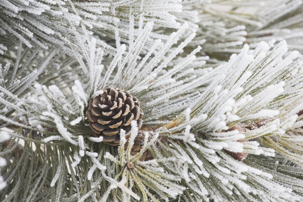 Calgary Alberta Canada Frost Covered Pine Needles And A Pine Cone Canvas Art - Michael Interisano Design Pics (36 x 24)