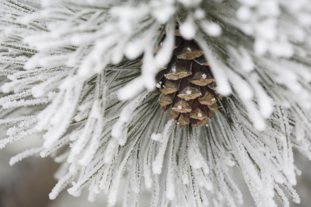 Calgary Alberta Canada Frost Covered Pine Needles And A Pine Cone Canvas Art - Michael Interisano Design Pics (38 x 24)