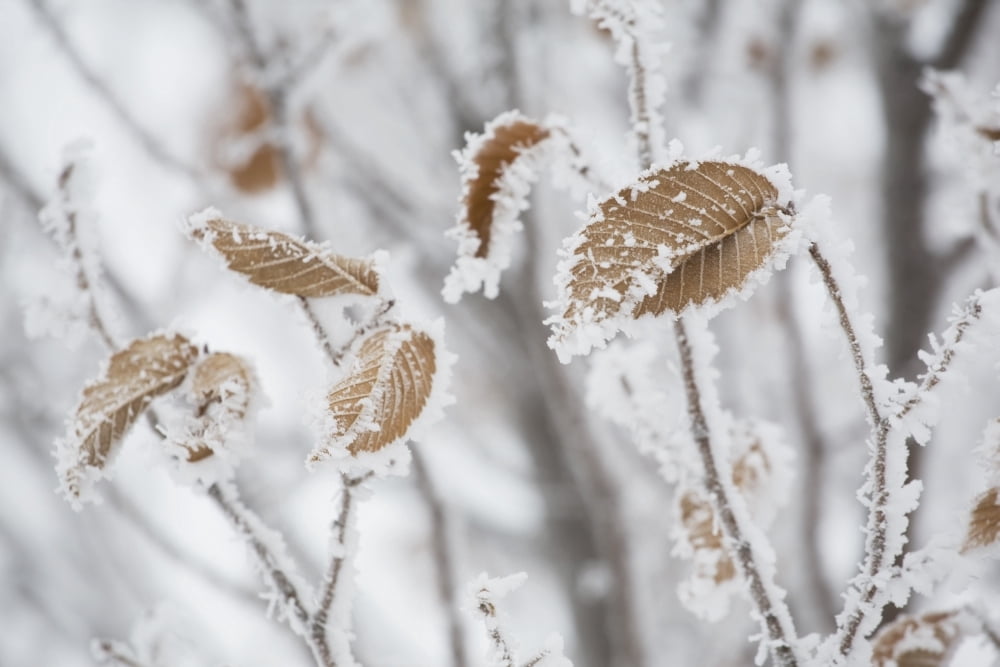 Calgary Alberta Canada Frost Covering Brown Leaves On A Tree Canvas Art - Michael Interisano Design Pics (38 x 24)