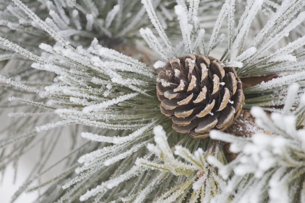 Calgary Alberta Canada Needles Of A Pine Tree And A Pine Cone Covered In Frost Canvas Art - Michael Interisano Design Pics (38 x 24)