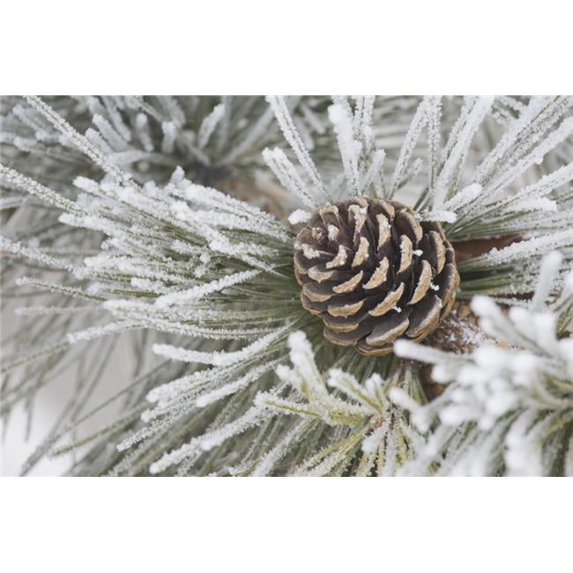 Calgary - Alberta - Canada - Needles of A Pine Tree & A Pine Cone Covered In Frost Poster Print - 38 x 24 - Large