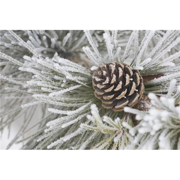 Calgary - Alberta - Canada - Needles of A Pine Tree & A Pine Cone Covered In Frost Poster Print