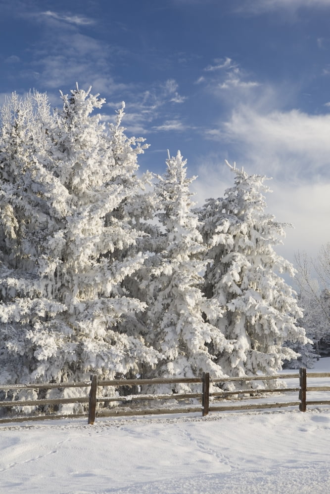 Calgary Alberta Canada Snow Covered Evergreen Trees And A Wooden Fence Canvas Art - Michael Interisano Design Pics (12 x 19)