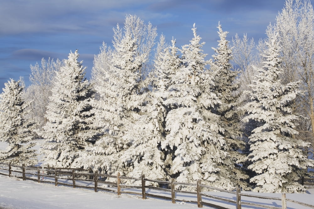 Calgary Alberta Canada Snow Covered Evergreen Trees And A Wooden Fence Canvas Art - Michael Interisano Design Pics (38 x 24)