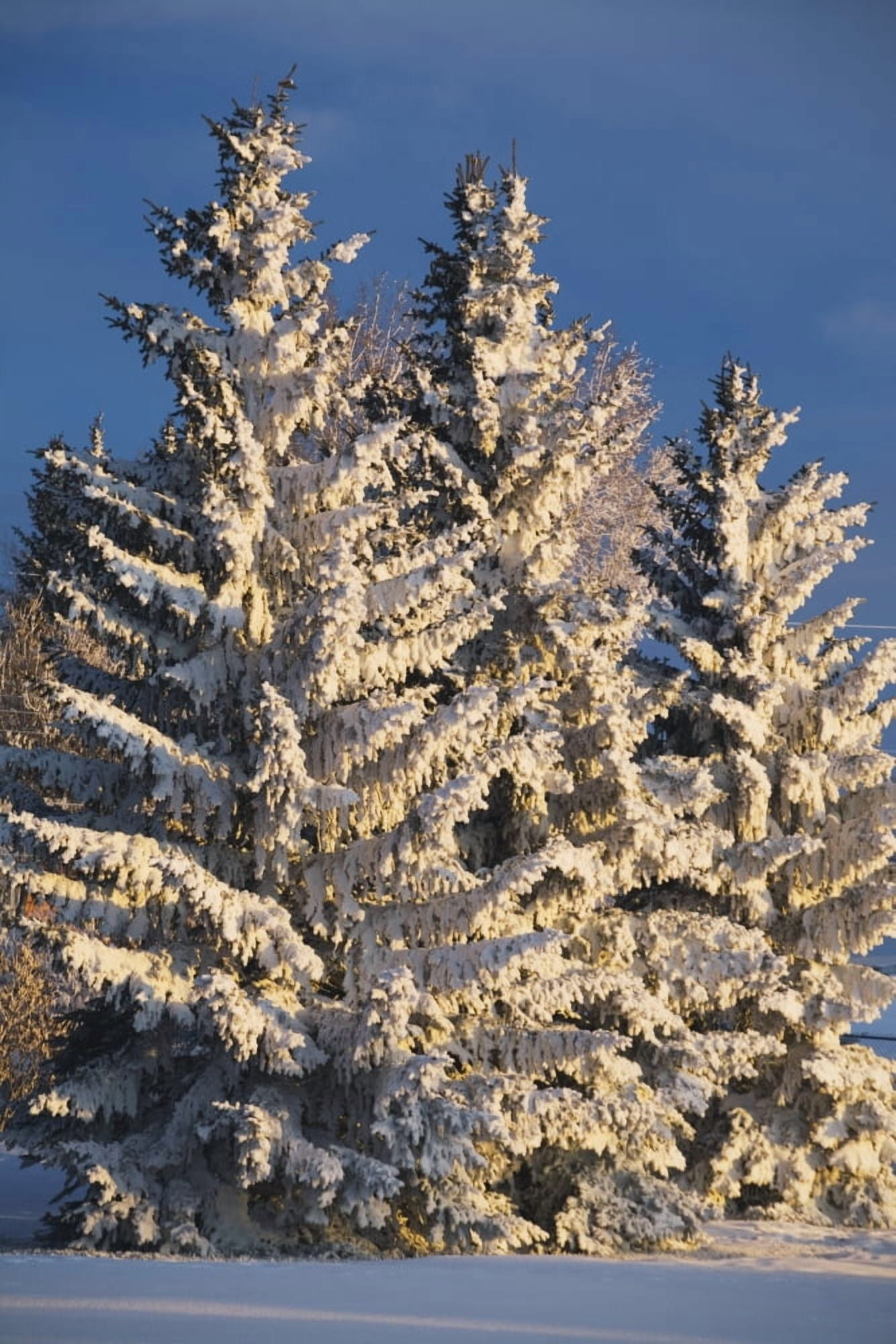 Calgary Alberta Canada Snow Covered Evergreen Trees At Sunrise Canvas Art - Michael Interisano Design Pics (12 x 19)