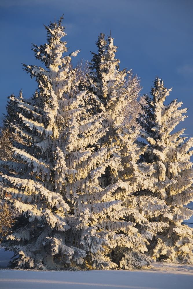 Calgary Alberta Canada Snow Covered Evergreen Trees At Sunrise Canvas Art - Michael Interisano Design Pics (24 x 38)