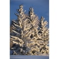 thumbnail image 1 of Calgary, Alberta, Canada - Snow Covered Evergreen Trees At Sunrise Poster Print, 12 x 19, 1 of 1