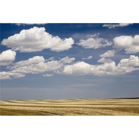 Calgary - Alberta - Canada - Stubble Field In The Spring Poster Print - 20 x 13