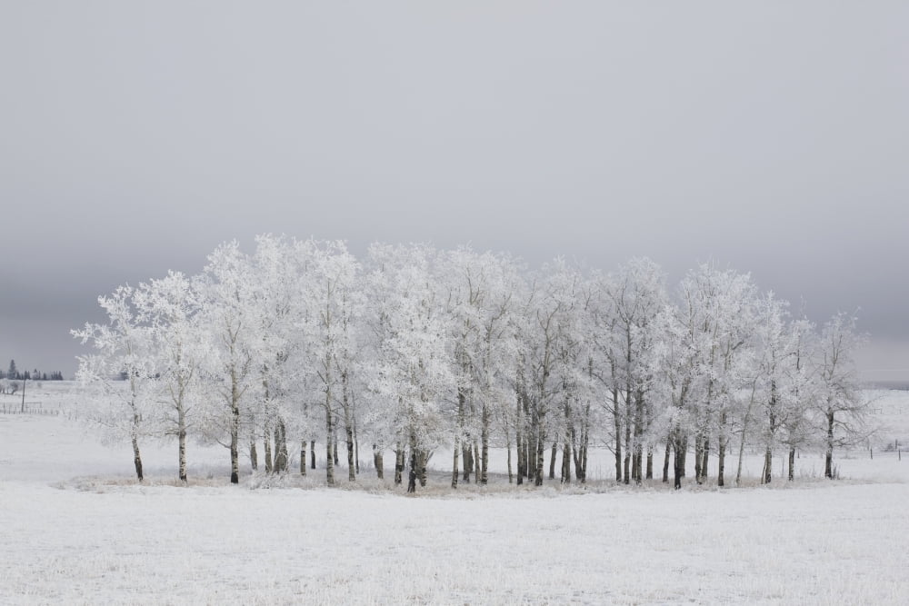 Calgary Alberta Canada Trees Covered In Frost In A Field Canvas Art - Michael Interisano Design Pics (19 x 12)