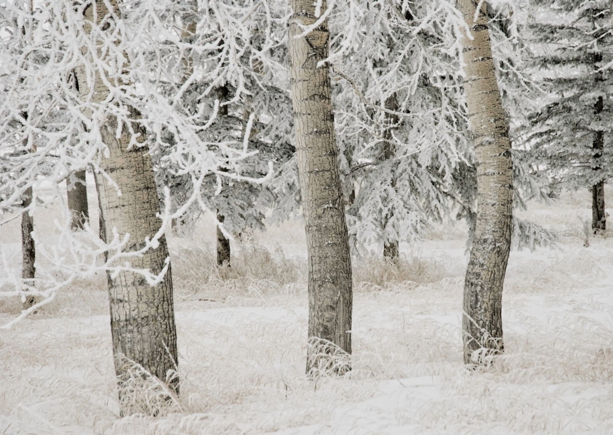 Calgary Alberta Canada White Aspens In Winter Canvas Art - Philippe Widling Design Pics (18 x 13)