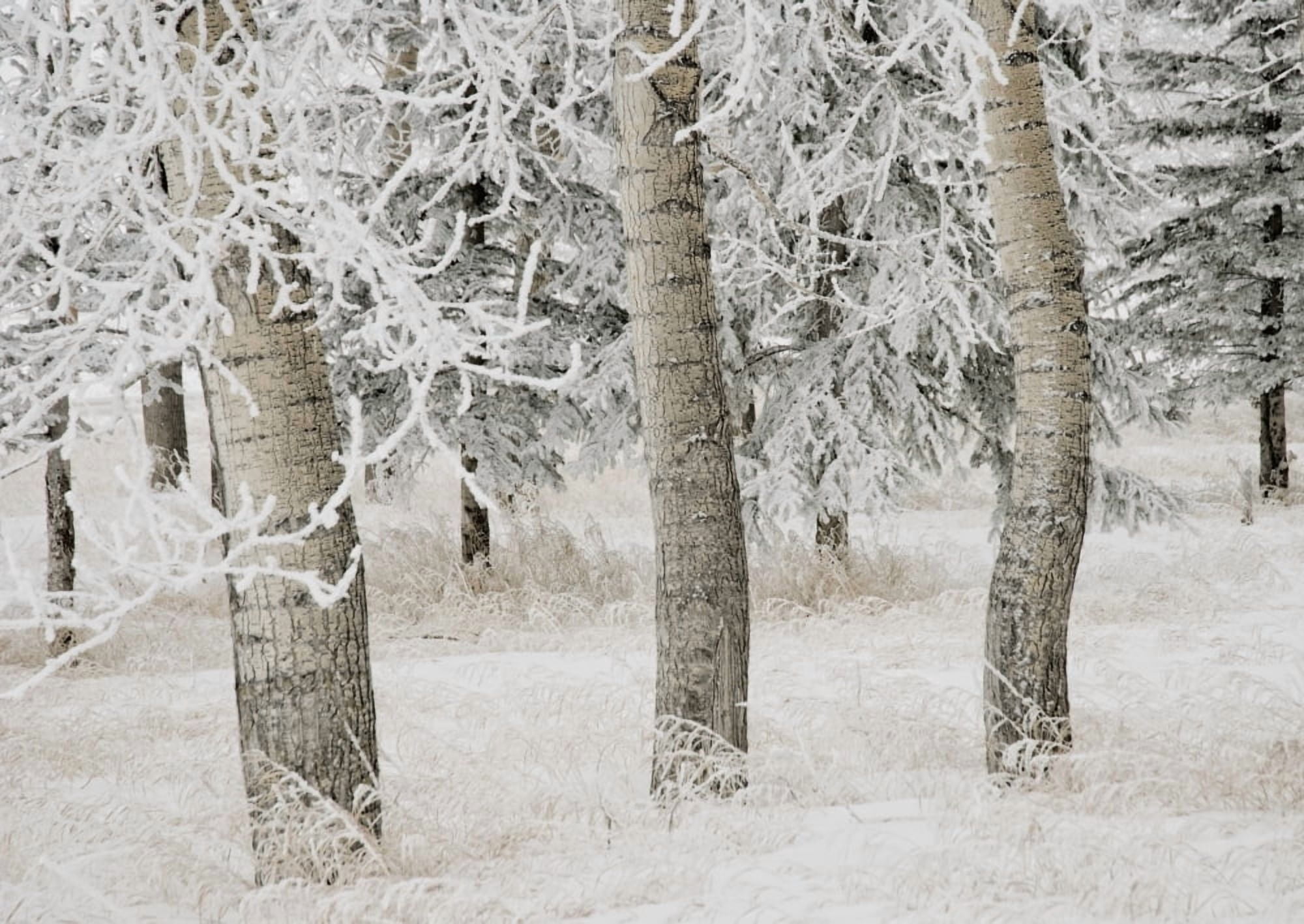 Calgary Alberta Canada White Aspens In Winter Canvas Art - Philippe Widling Design Pics (36 x 26)