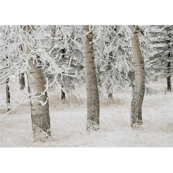 Calgary, Alberta, Canada - White Aspens In Winter Poster Print, 36 x 26 - Large