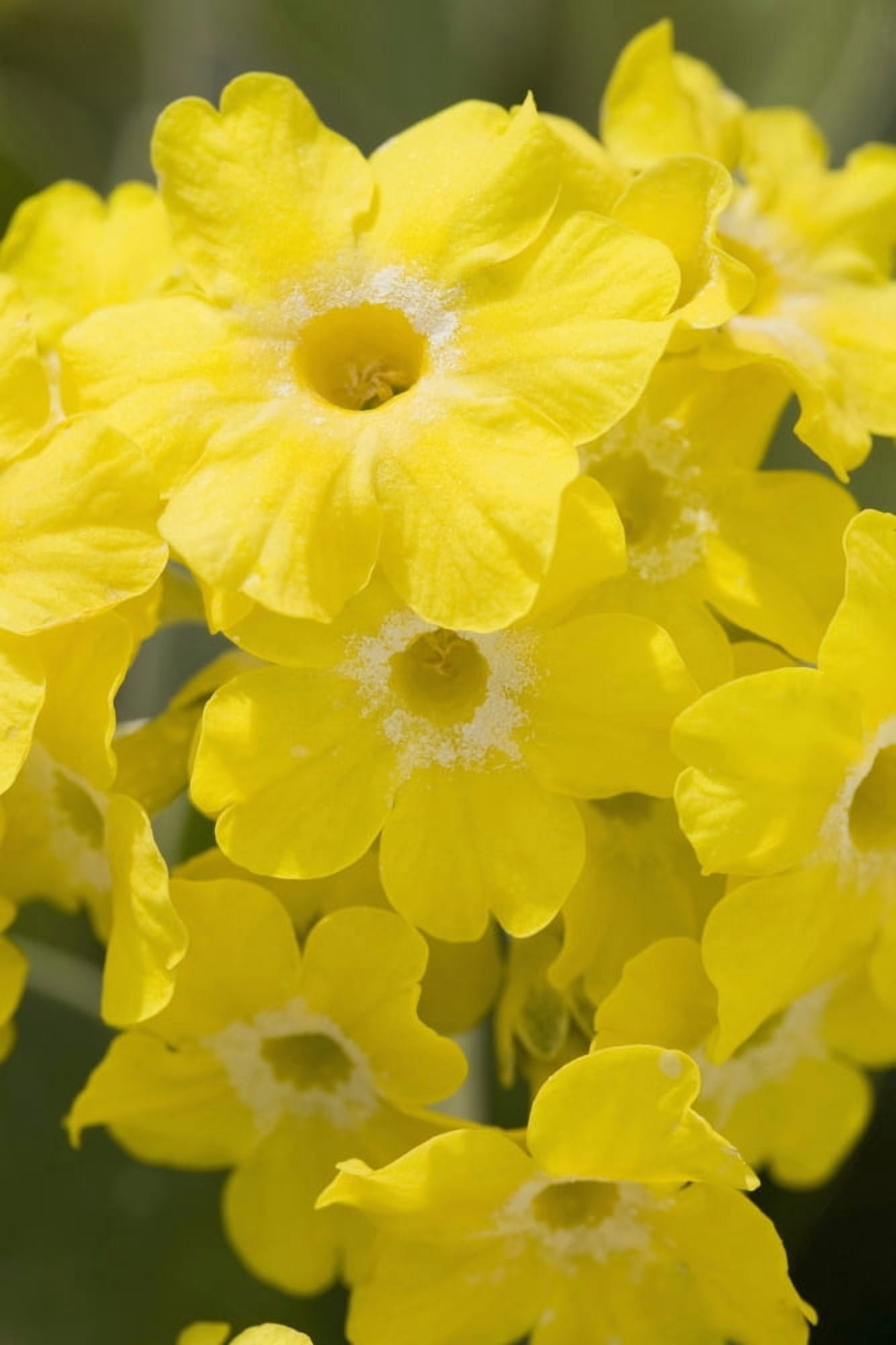 Calgary Alberta Canada Yellow Primula Auricula Flowers Canvas Art - Michael Interisano Design Pics (12 x 19)