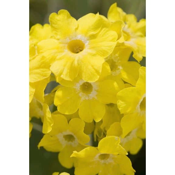 Calgary Alberta Canada Yellow Primula Auricula Flowers Canvas Art - Michael Interisano Design Pics (24 x 38)