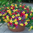 Calibrachoa Seeds Million Bells Herbaceous Perennial Low Maintenance