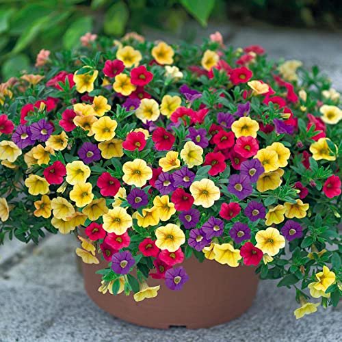 Calibrachoa Seeds Million Bells Herbaceous Perennial Low Maintenance