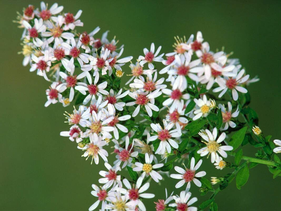 Calico Aster Seeds for Planting - 100 Seeds - Easy to Grow Perennial ...
