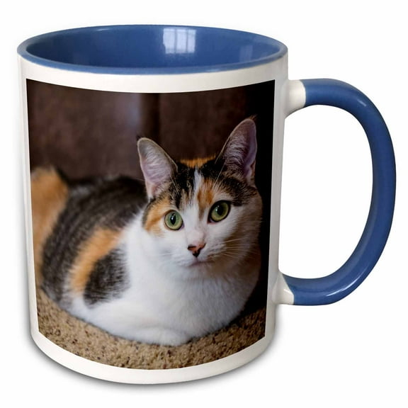 3drose, Calico Cat Relaxing on a Carpeted Floor., 15oz Two-tone Blue Mug