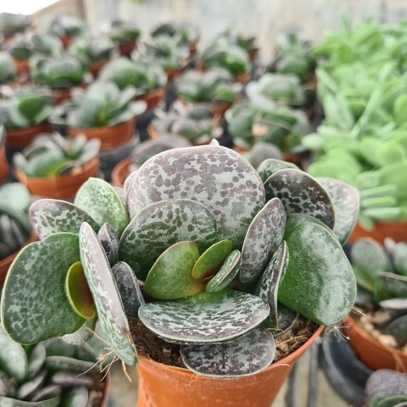 Calico Hearts - 2 Live Starter Plants in 2 Inch Pots - Adromischus Maculatus - Drought Tolerant Indoor Outdoor Cacti Succulent Houseplant