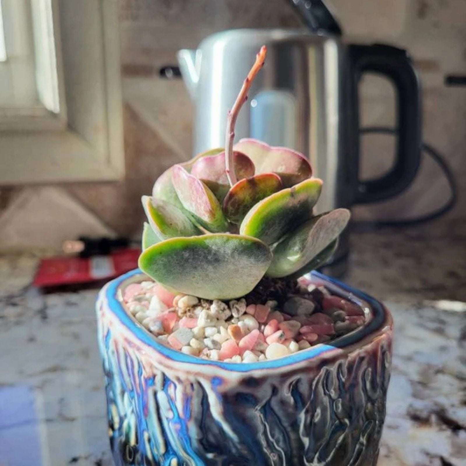 Calico Hearts, Heart Plant, Rare Succulents in 3" pot - Walmart.com