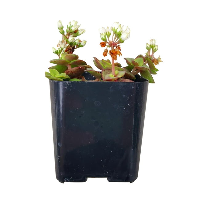 Calico Kitten Crassula (2"+ Plastic Pot) - Live Easy to Care Succulent