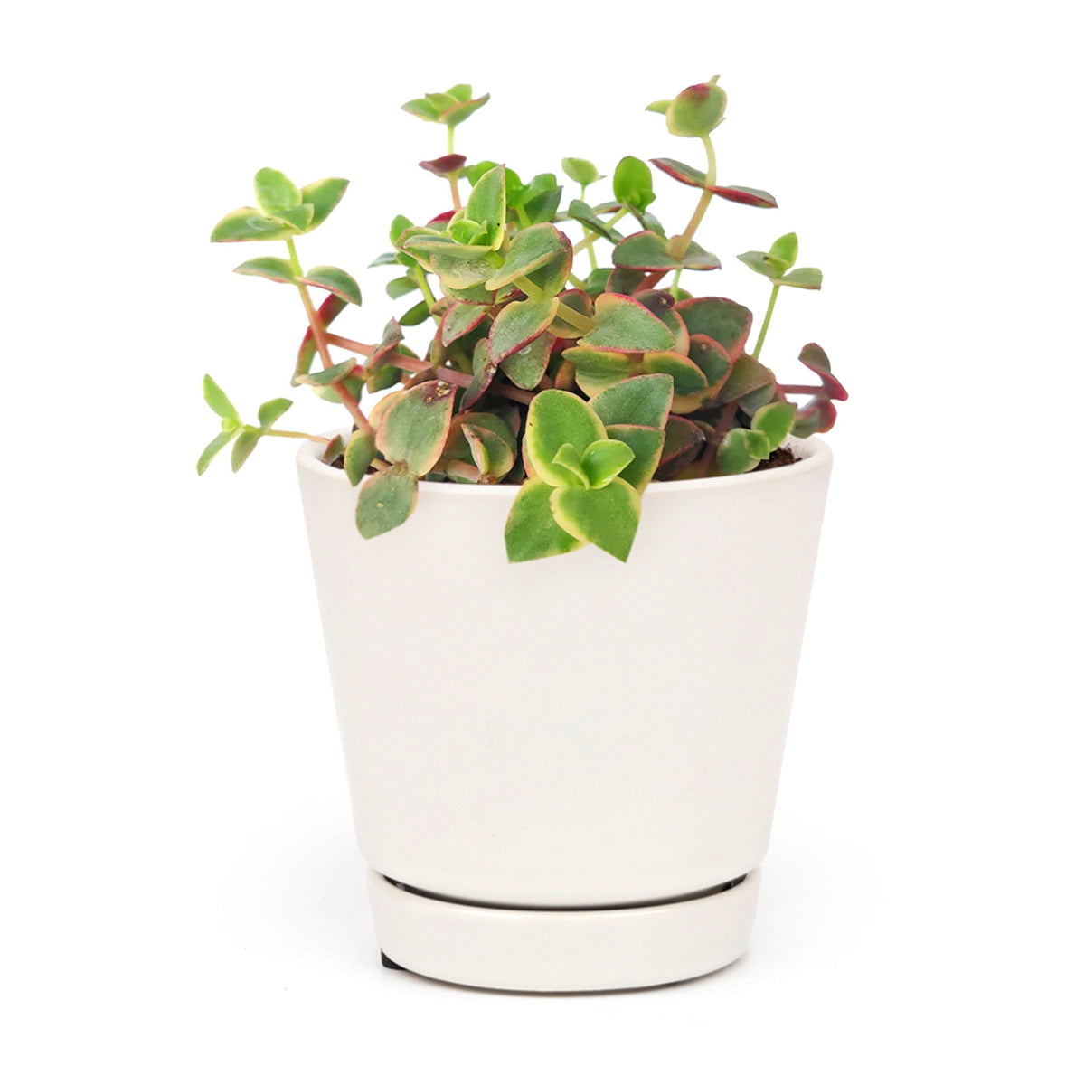 Calico Kitten Crassula (4"+ Minimalist Pot) - Live Easy to Care