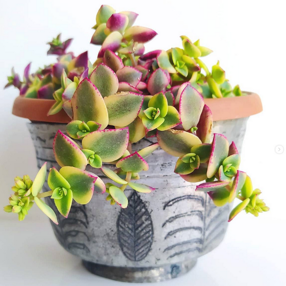 Calico Kitten Crassula, Pellucida Variegata, Variegated Succulent, Live Hanging Plant in 2'' Pot