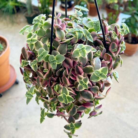 Calico Kitten Crassula, Pellucida Variegata, Variegated Succulent, Live Hanging Plant in 4'' Pot