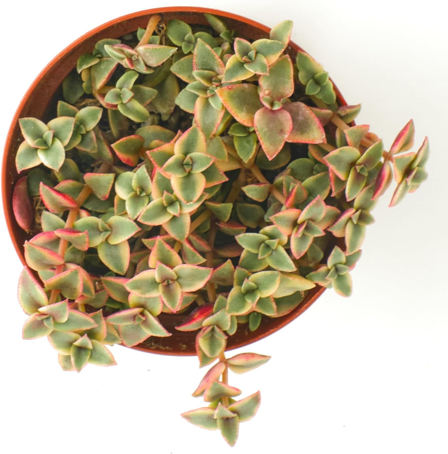 Calico Kitten Hanging Succulent, Crassula Pellucida Variegata, Fully