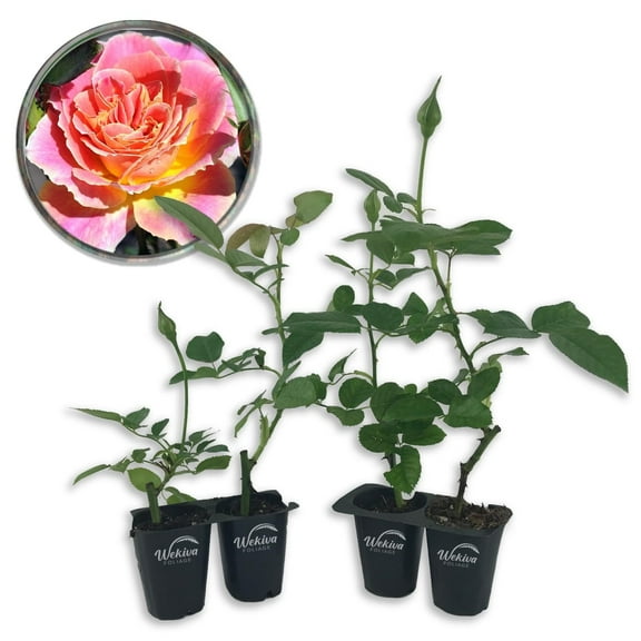Calico Rose Bush - 4 Live Starter Plants in 2 Inch Growers Pots - Beautifully Fragrant Heirloom Rose from Florida - A Versatile Beauty with a Rich Fragrance