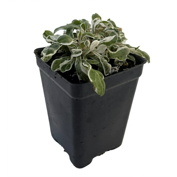 Calico Snow Queen Plant - Alternanthera ficoidea - 2.5" Pot