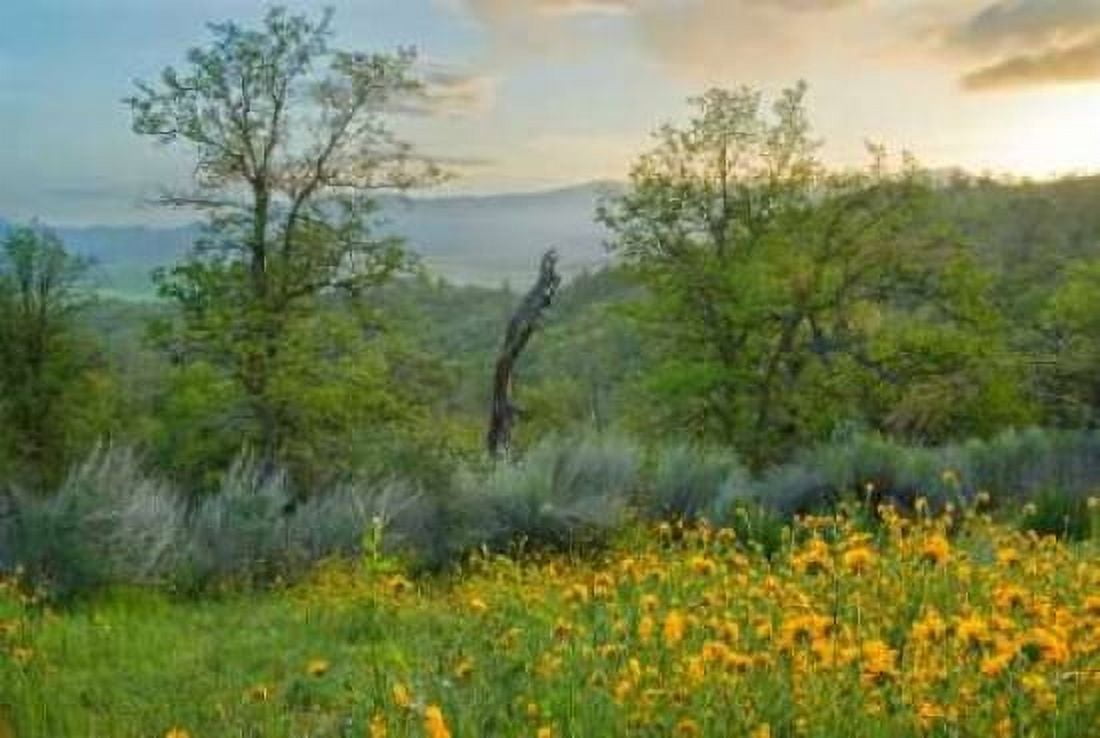 Caliente Spring II Canvas Art - Mark Geistweite (20 x 28)