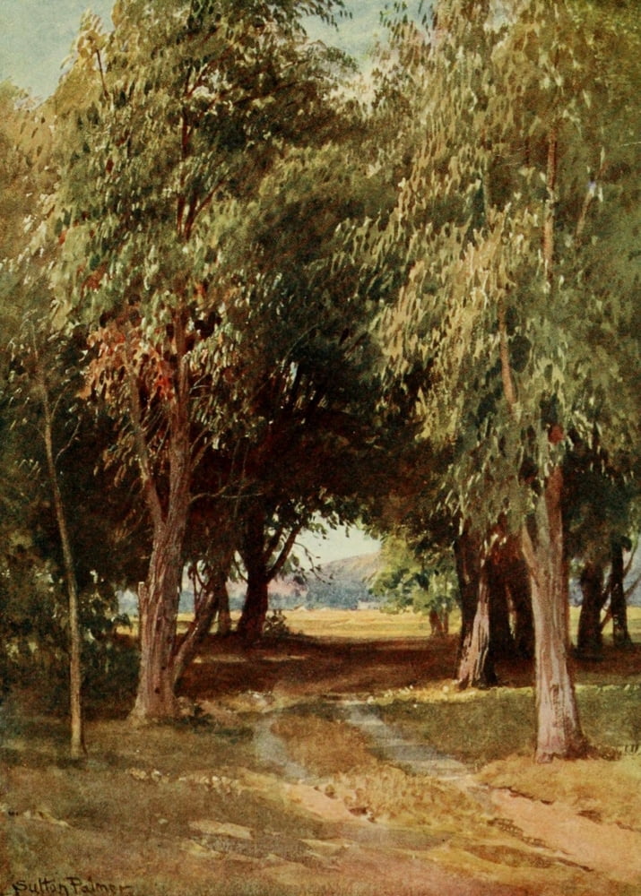 California 1914 A Eucalyptus Grove Canvas Art - H Sutton Palmer (24 x 36)
