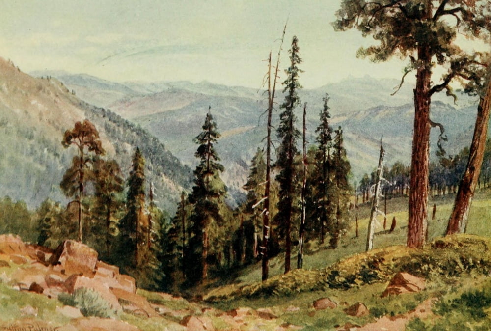 California 1914 Redwoods of Great Twin Valleys Canvas Art - H Sutton Palmer (24 x 36)