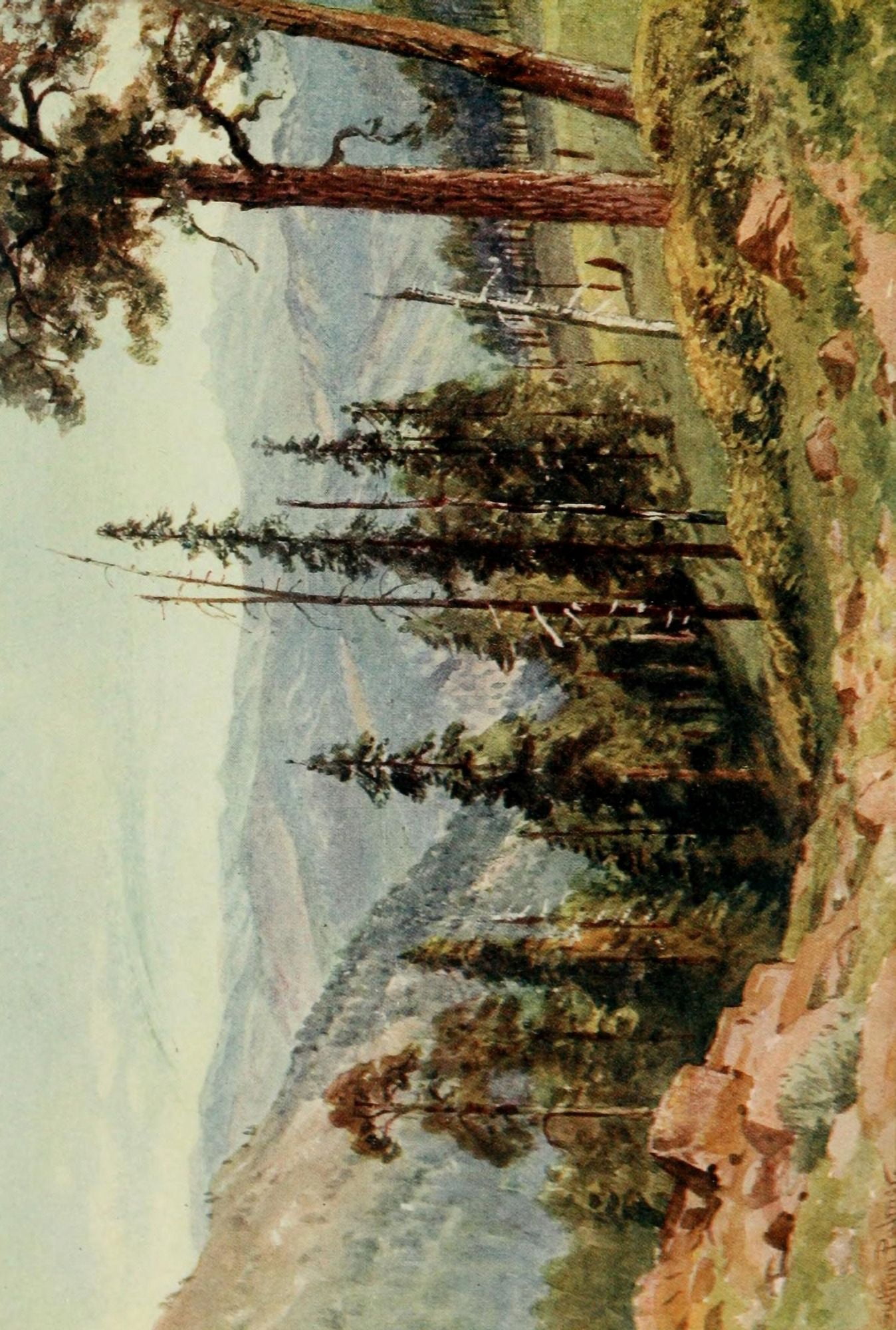 California 1914 Redwoods of Great Twin Valleys Canvas Art - Harold Sutton Palmer (24 x 36)