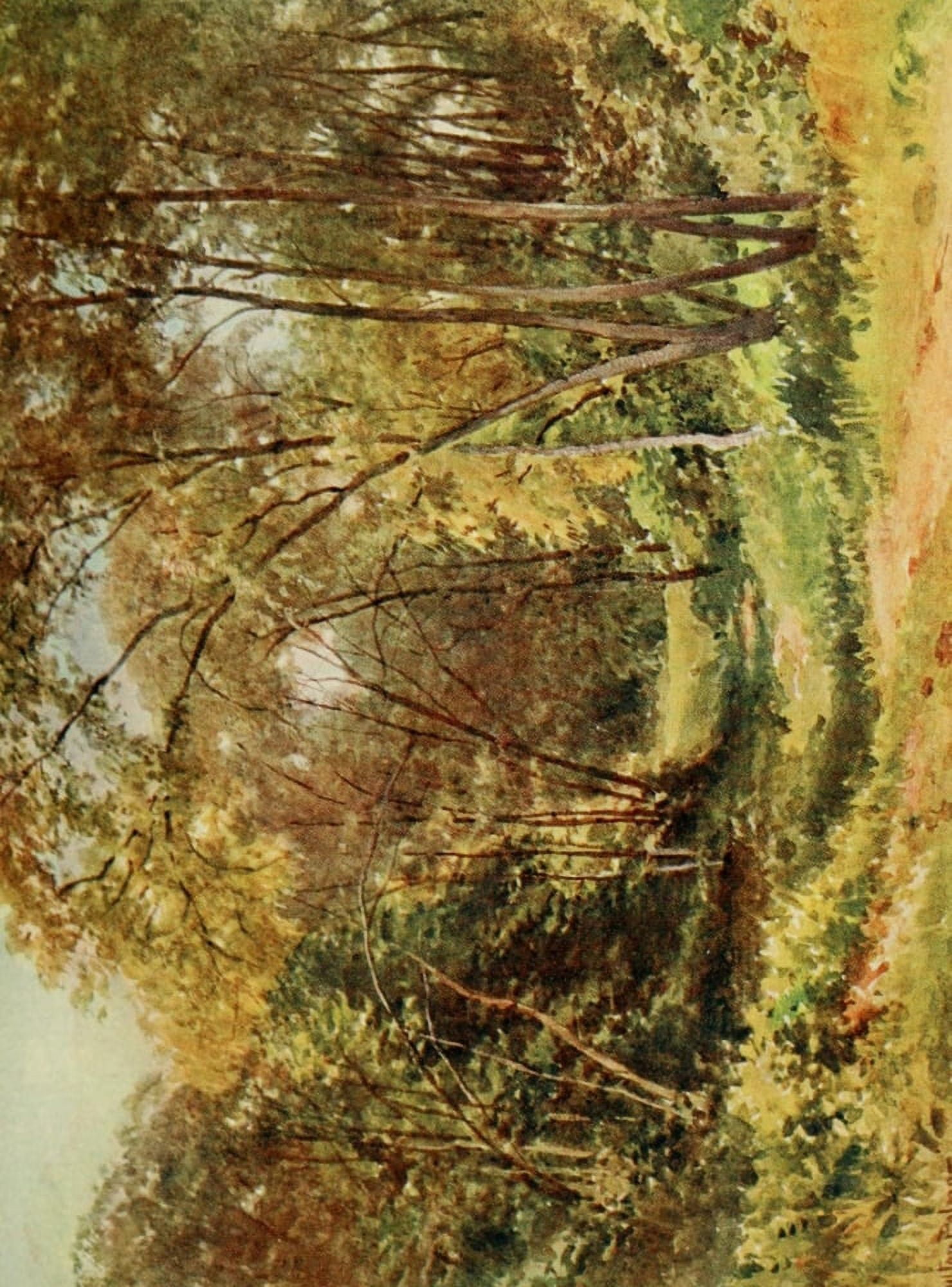 California 1914 Tall Chaparral Santa Cruz Canvas Art - Harold Sutton Palmer (24 x 36)