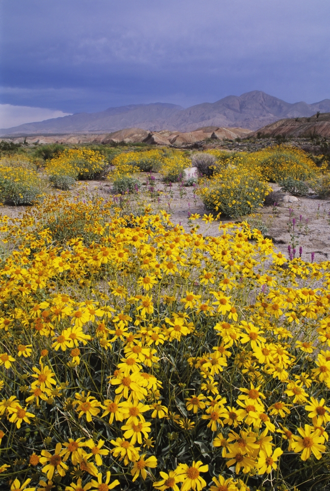 California Anza-Borrego Desert State Park Arroyo Salado Desert Landscape With California Brittlebush In Foreground Canvas Art - Greg Vaughn Design Pics (12 x 17)