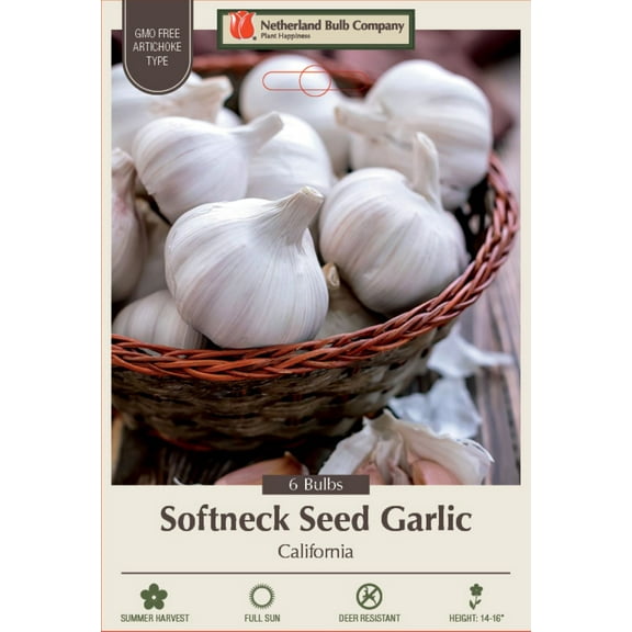 California Baja White Softneck Garlic Bulbs - 6 Jumbo Bulbs