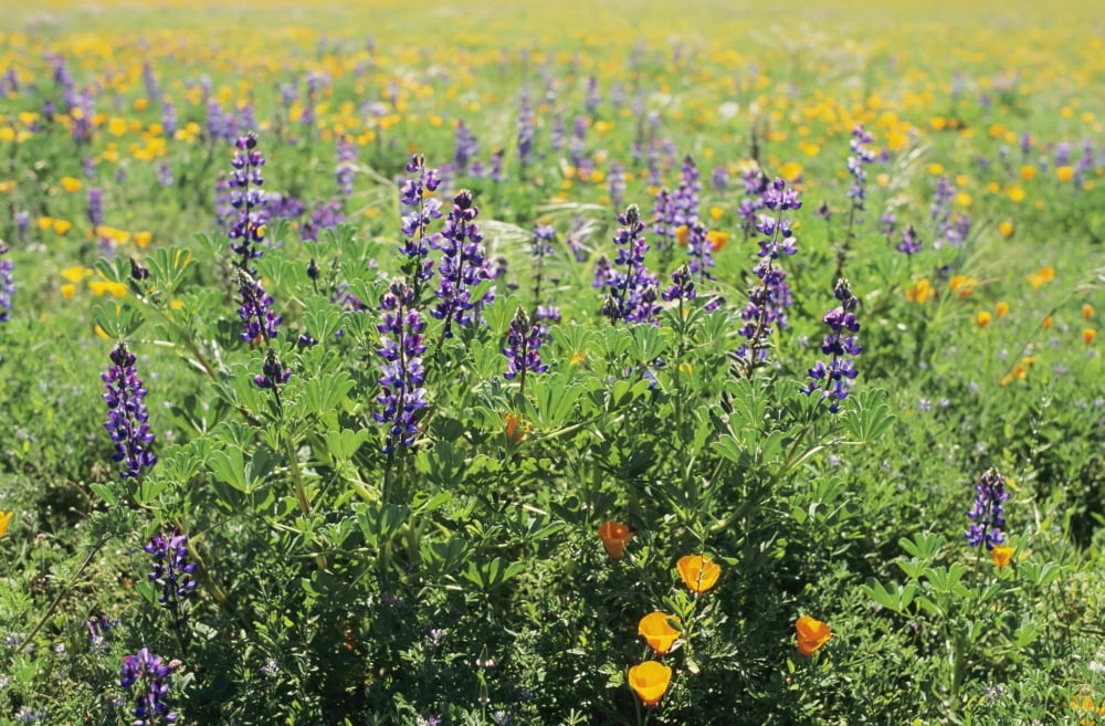 California Beautiful Meadow Of Lupine And California Poppies Canvas Art - Larry Dale Gordon Design Pics (38 x 24)