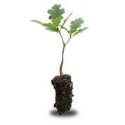 California Black Oak | Medium Tree Seedling | The Jonsteen Company