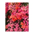 thumbnail image 1 of California Blooms - Los Angeles California Photography Floral Flowers Botanical Nature Tropical Scenic Pastel Unframed Wall Art Print 40 x 60 inches, 1 of 81