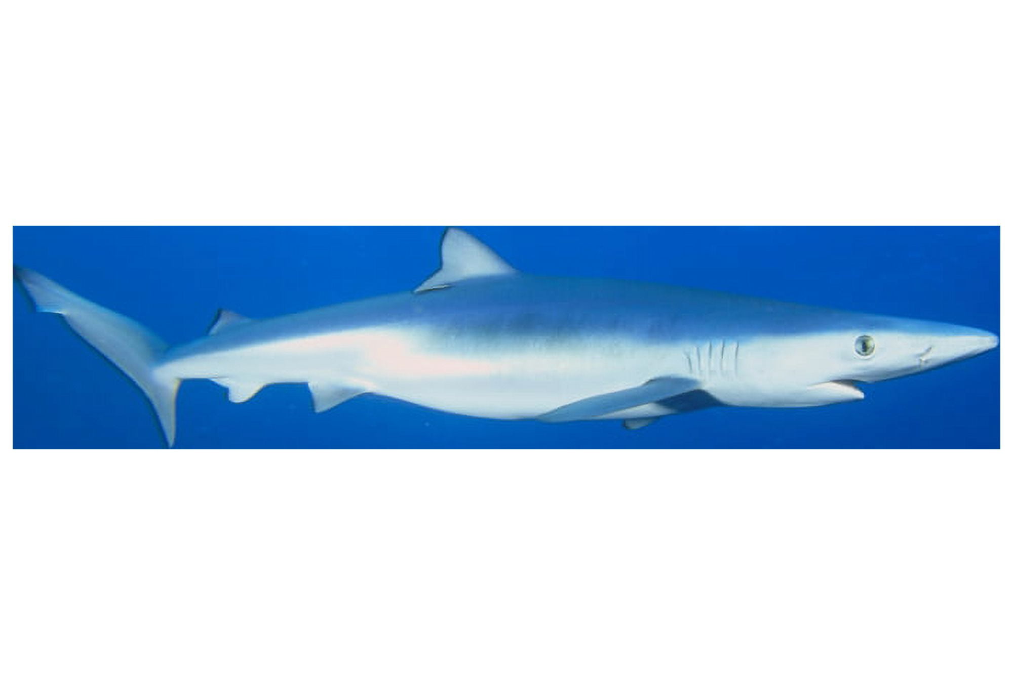 California Blue Shark (Prionace Glauca) Clear Blue Water Near Surface Side View Canvas Art - Dave Fleetham Design Pics (19 x 12)